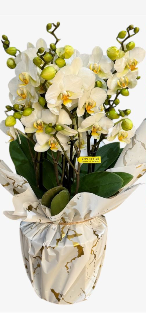 RAFFLE 1️⃣ Bellissimo £3 per entry free delivery Cymbidium, Poker Leopard, Belle Helene, Velvet Eclipse, Purplelicious