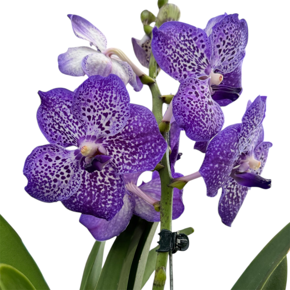 6️⃣2️⃣. Vanda Medium Size Orchids – A Burst of Colour & Elegance