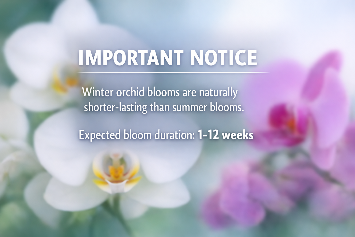 6️⃣3️⃣. 🖤 Black Widow Live Orchid – Dark Purple Orchid Rare Phalaenopsis – (12 cm Pot, 55 cm Tall)