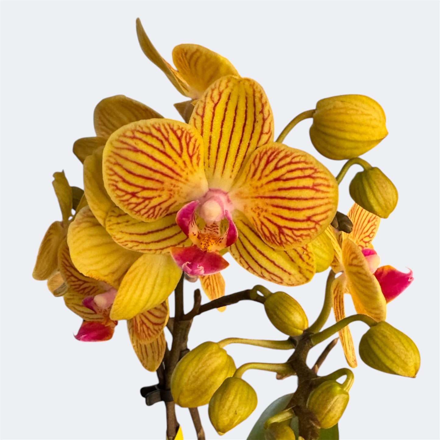 4️⃣6️⃣. ‘Tiny Doll’ Phalaenopsis Orchid – 25cm Tall | 7cm Nursery Pot | 2 Spike Live Flowering Mini Orchid (Mixed Colours)