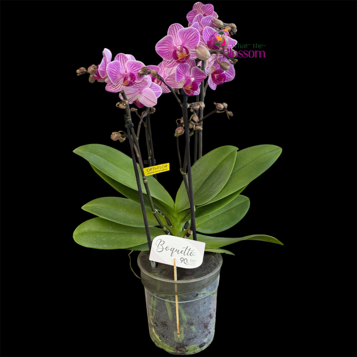 21. .Boquetto Mix Phalaenopsis Orchids - 3-5 Blooming Spikes Live Plant 30-35CM Tall