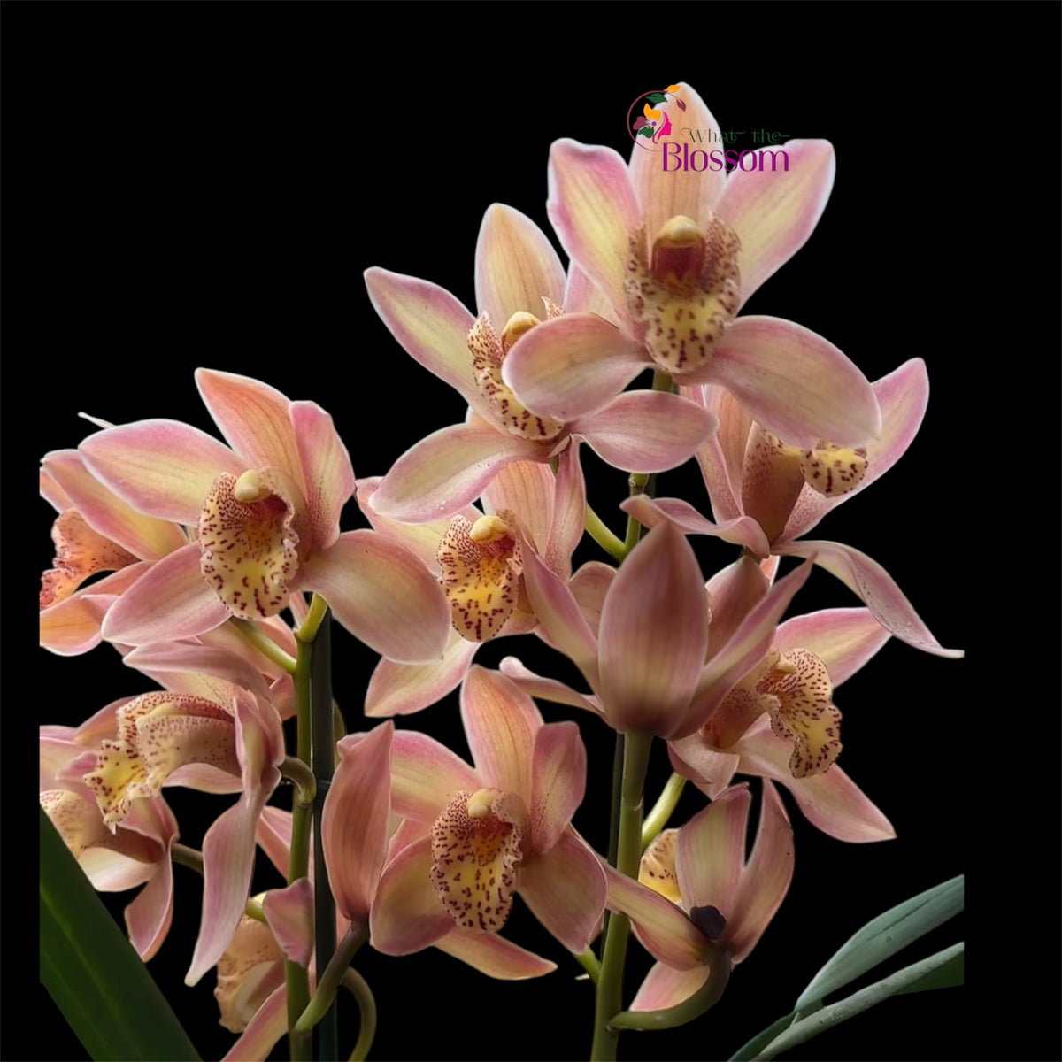 1️⃣7️⃣. Cymbidium Orchid Mix – 60–70cm Tall | 12cm Nursery Pot | Live Flowering Indoor Plant (Mixed Colours)
