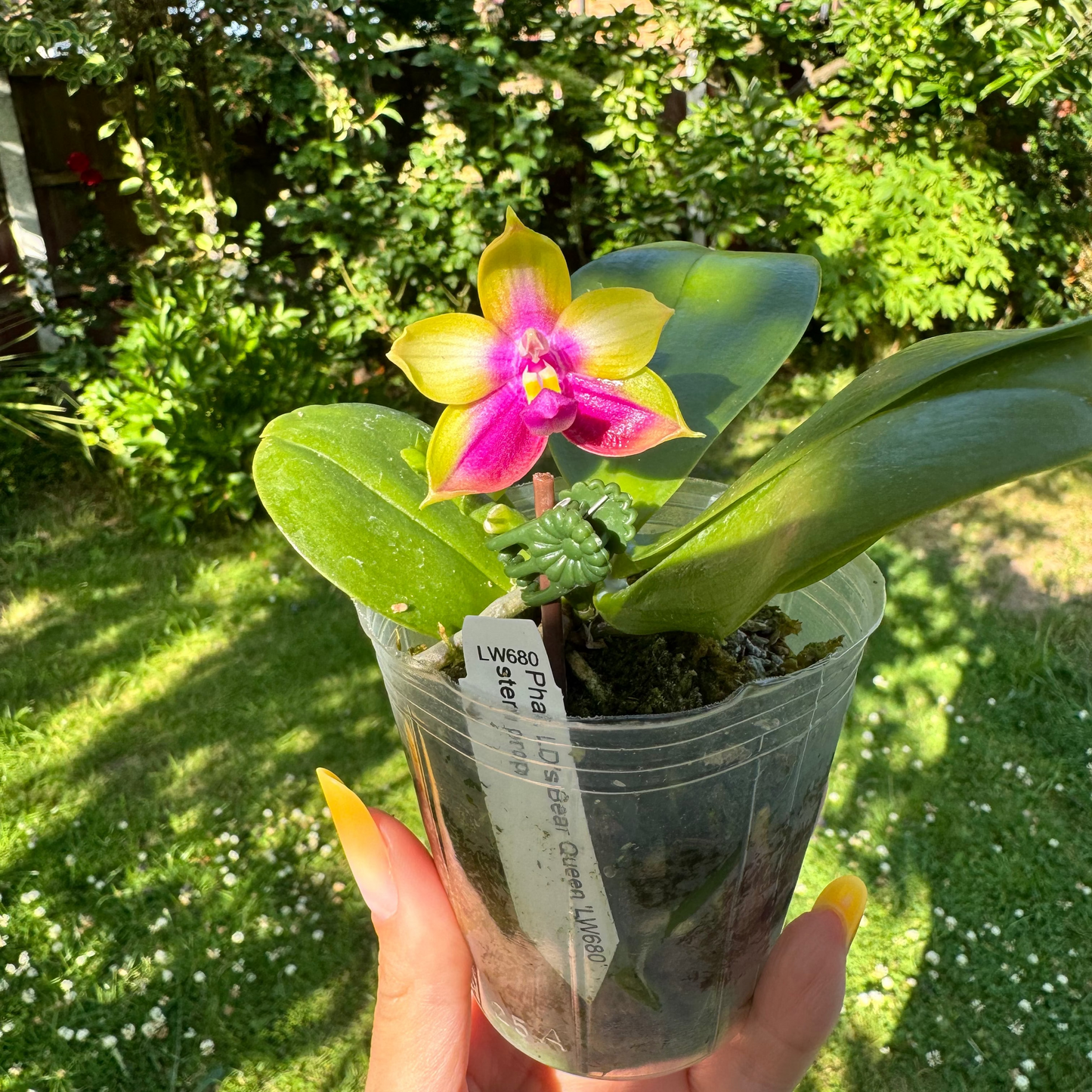 Bellina Bear Queen – Fragranced Young Phalaenopsis Orchid | Pre-Order | 8cm Nursery Pot