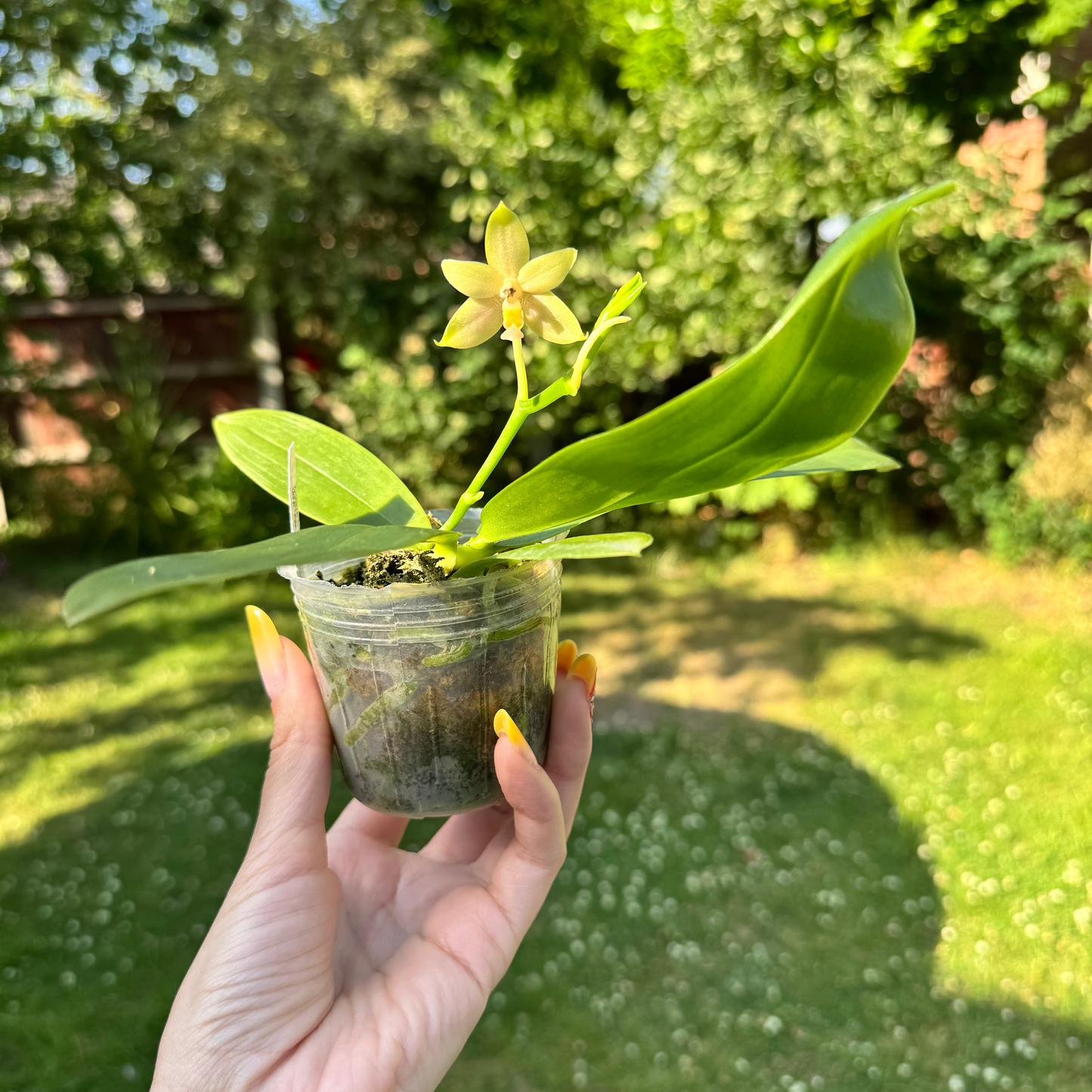 9️⃣5️⃣.Mentawainensis King No.1 – Rare Fragranced Species Orchid | Young Plant | 8cm Nursery Pot