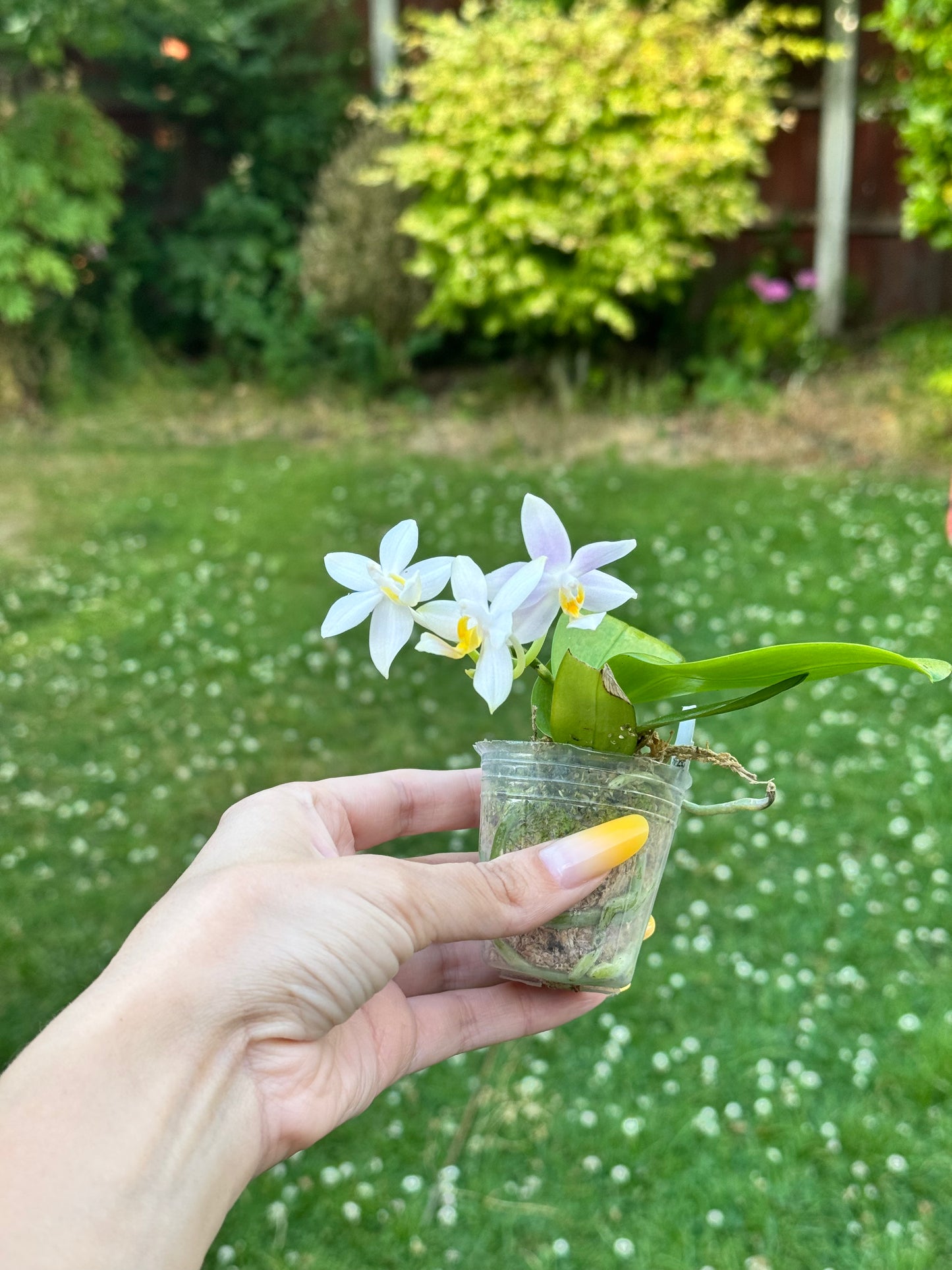 101. Phal. Joy Pink Chameleon – Rare Fragranced Phalaenopsis Orchid | 6cm Nursery Pot- pre-order