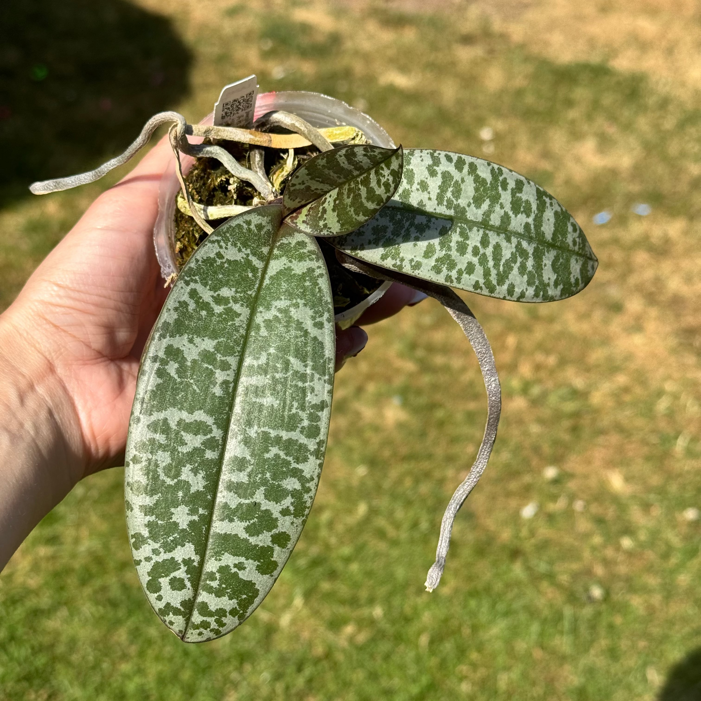 123. Phalaenopsis Schilleriana No. 3 × Shape – Rare Fragrant Hybrid | 8cm Nursery Pot | Bloom Size