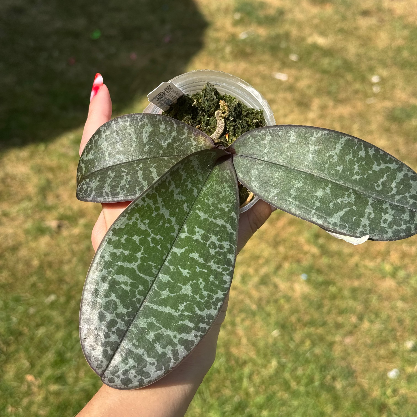 121. Phalaenopsis Schilleriana ZW155 – Rare Fragrant Mottled Leaf Orchid | 8cm Nursery Pot | Bloom Size