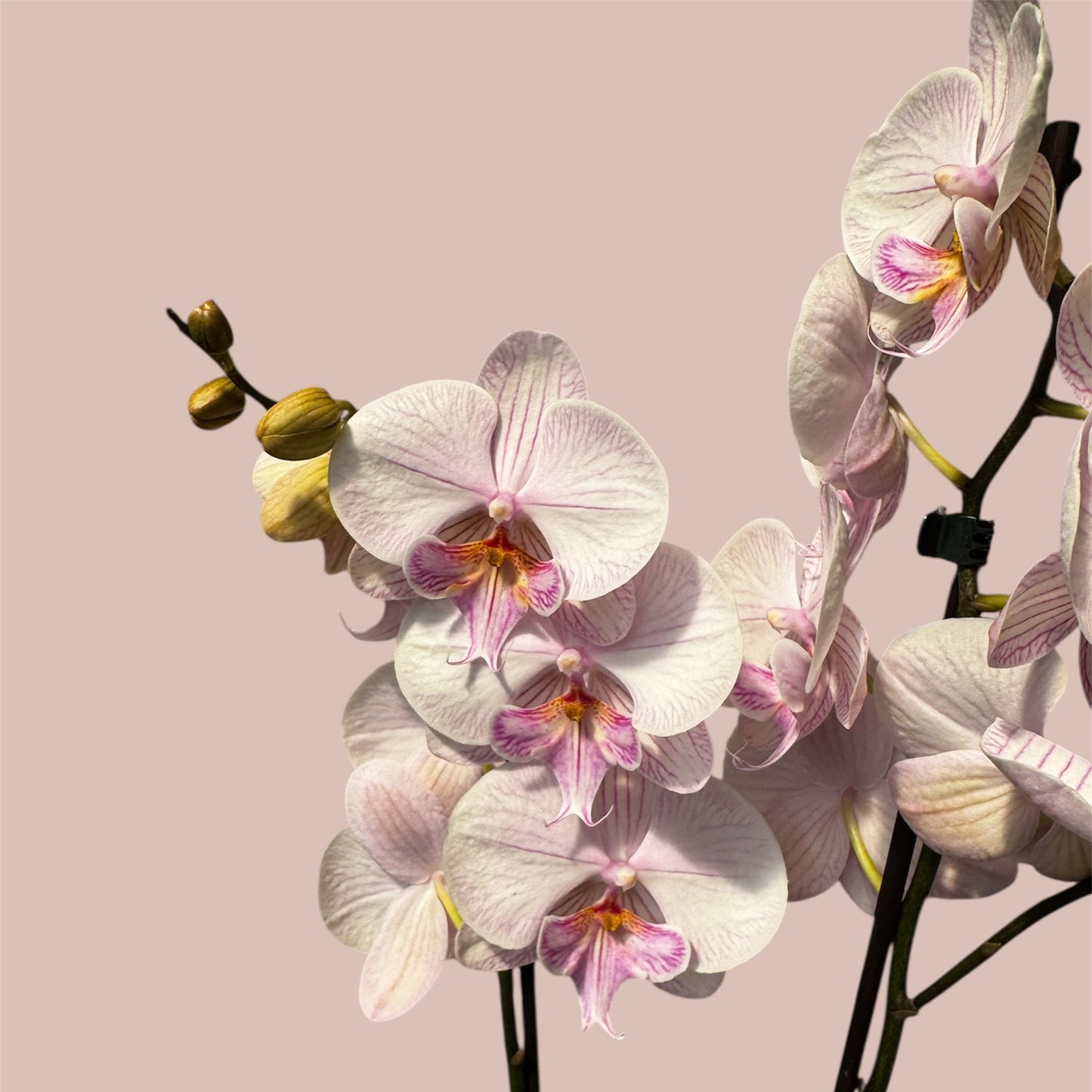 102. Phalaenopsis Ambon - BIG LIP ORCHID