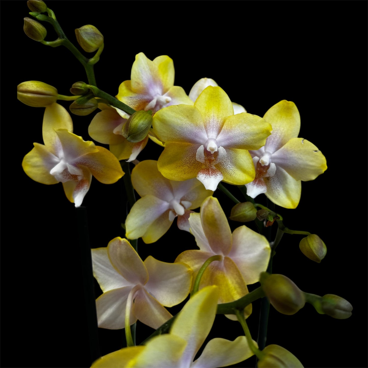 3️⃣7️⃣. Bolgheri Lemon Phalaenopsis Orchid – Rare Pastel Yellow Beauty (12 cm Nursery Pot, 50 cm Tall)