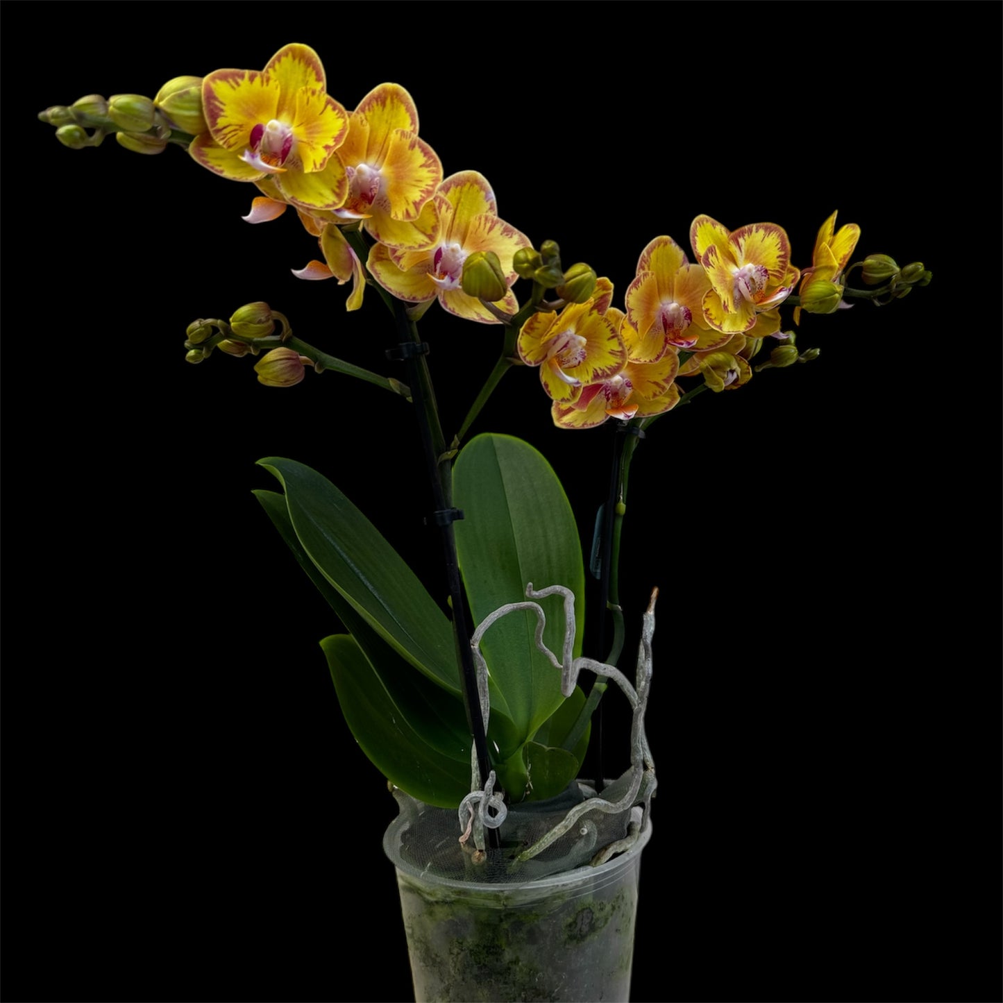 2️⃣4️⃣. Limpopo Orchid – 12cm Nursery Pot – Approx. 40cm Tall – Yellow & Red Patterned Blooms (Pet friendly)