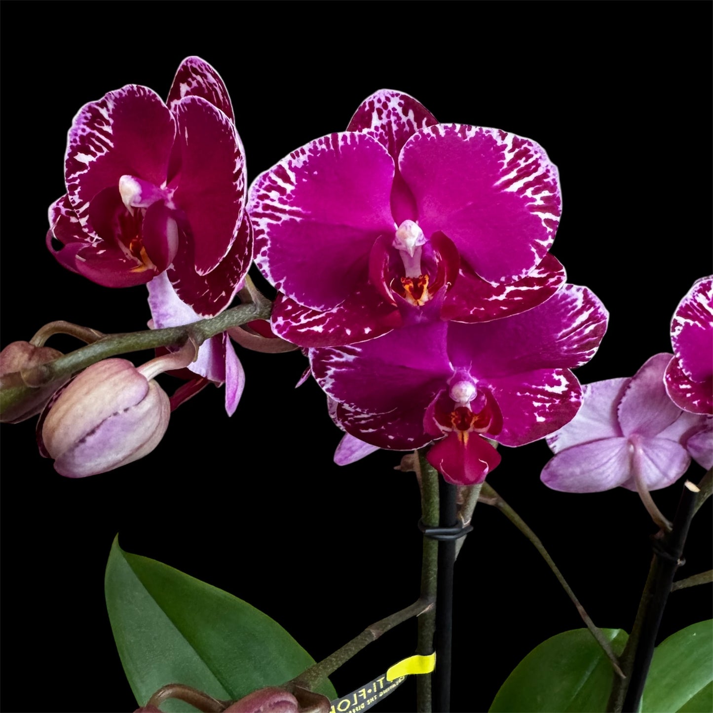 6️⃣6️⃣. Asian Violin – Phalaenopsis Orchid – 12cm Nursery Pot – Approx. 50cm Tall
