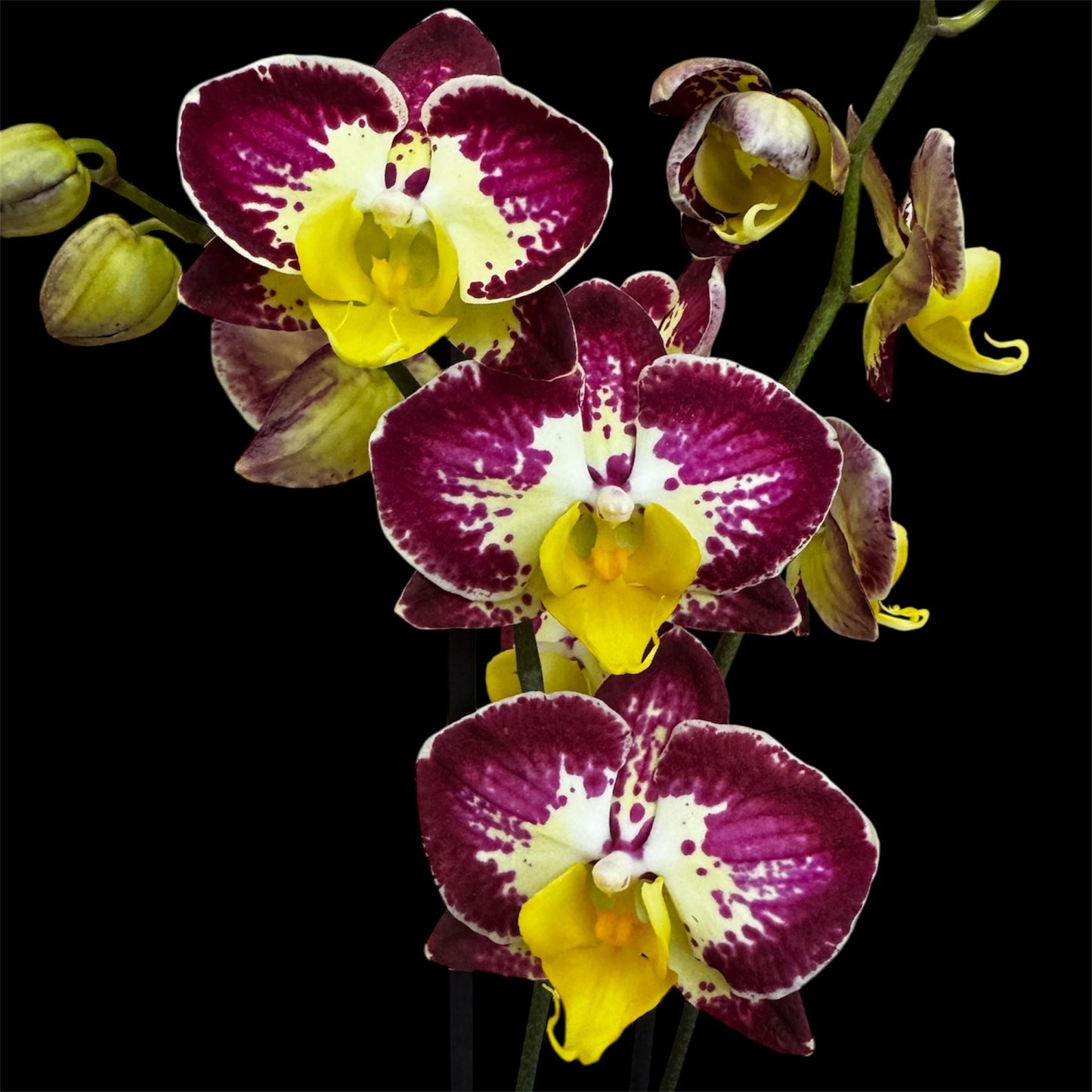 6️⃣7️⃣. Bee Happy /Strawberry Cake Orchid — 65–70 cm | 12 cm Nursery Pot