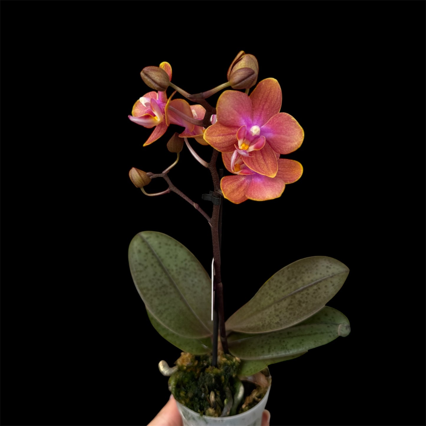 2️⃣. ‘Scented Tiny Doll’ Phalaenopsis Orchid– 25cm Tall | 7cm Pot | 2 Spike Live Flowering Mini Orchid (Mixed Colours)