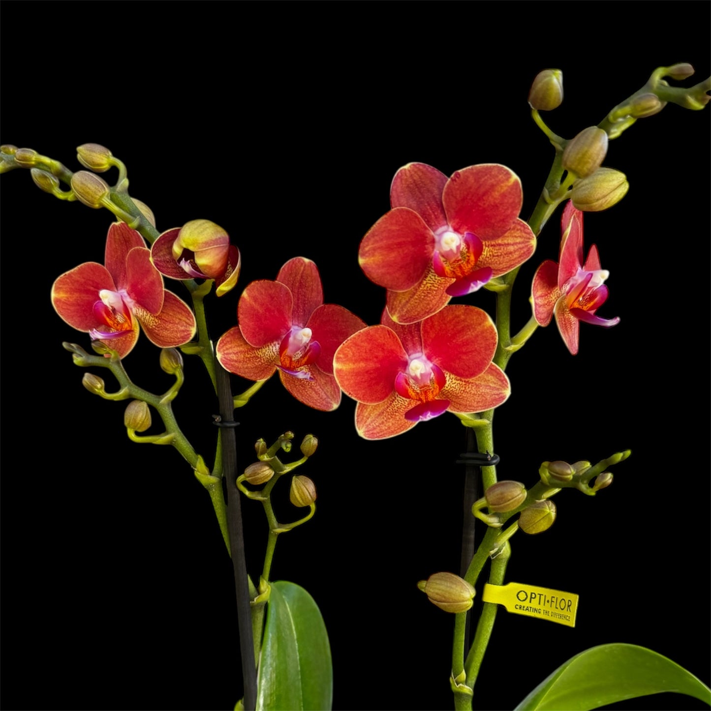 7️⃣1️⃣. Thor Phalaenopsis Orchid – 2 Spike Variety (12 cm Pot, 45 cm Tall)