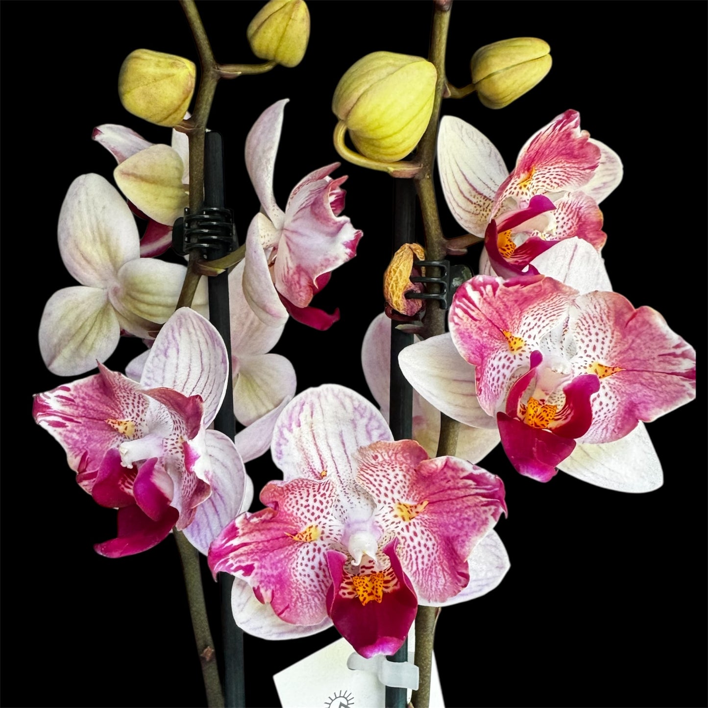 1️⃣5️⃣. Little Gem Stripes Phalaenopsis Orchid 1 Spike– Peloric Butterfly Rare Variety | 55cm Tall | 12cm Nursery Pot | Live Flowering Indoor Plant