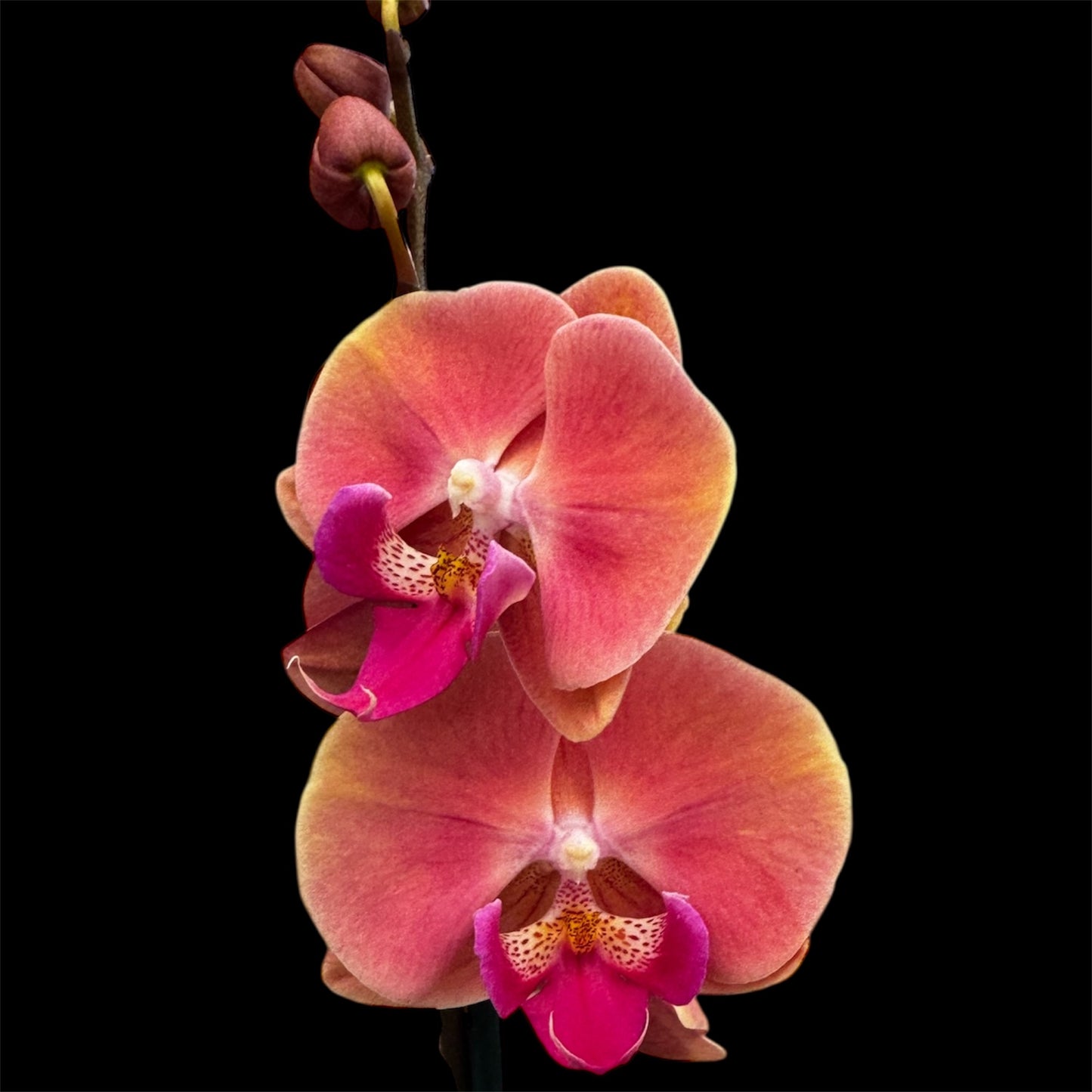 4️⃣7️⃣. ‘Coral Big Lip’ Phalaenopsis Orchid – 60cm Tall | 12cm Nursery Pot | Live Flowering Indoor Plant