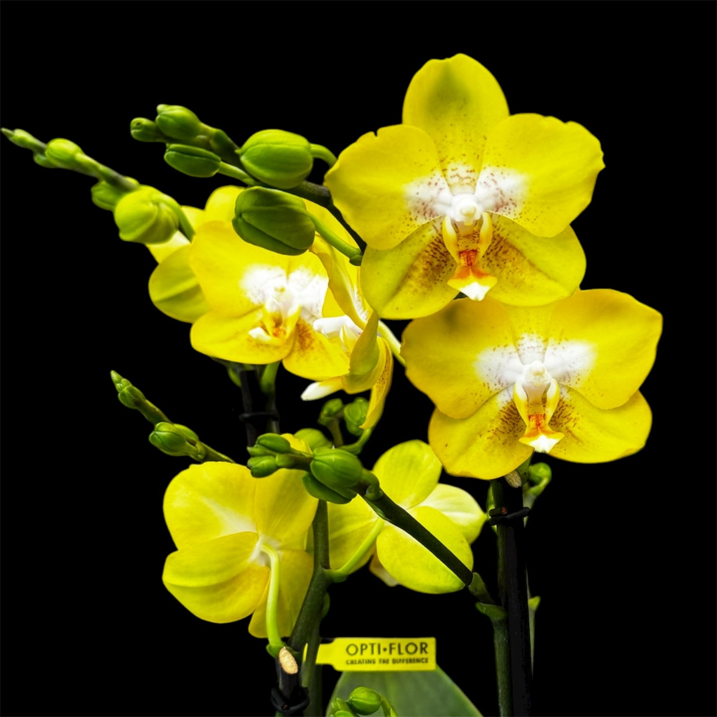 2️⃣9️⃣. ‘Arezzo’ Orchid– 45–50cm Tall | 12cm Nursery Pot | Live Flowering Indoor Plant