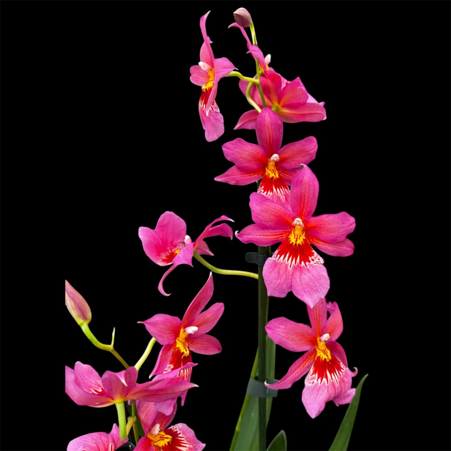 7️⃣7️⃣. Nelly Isler Orchid SCENTED