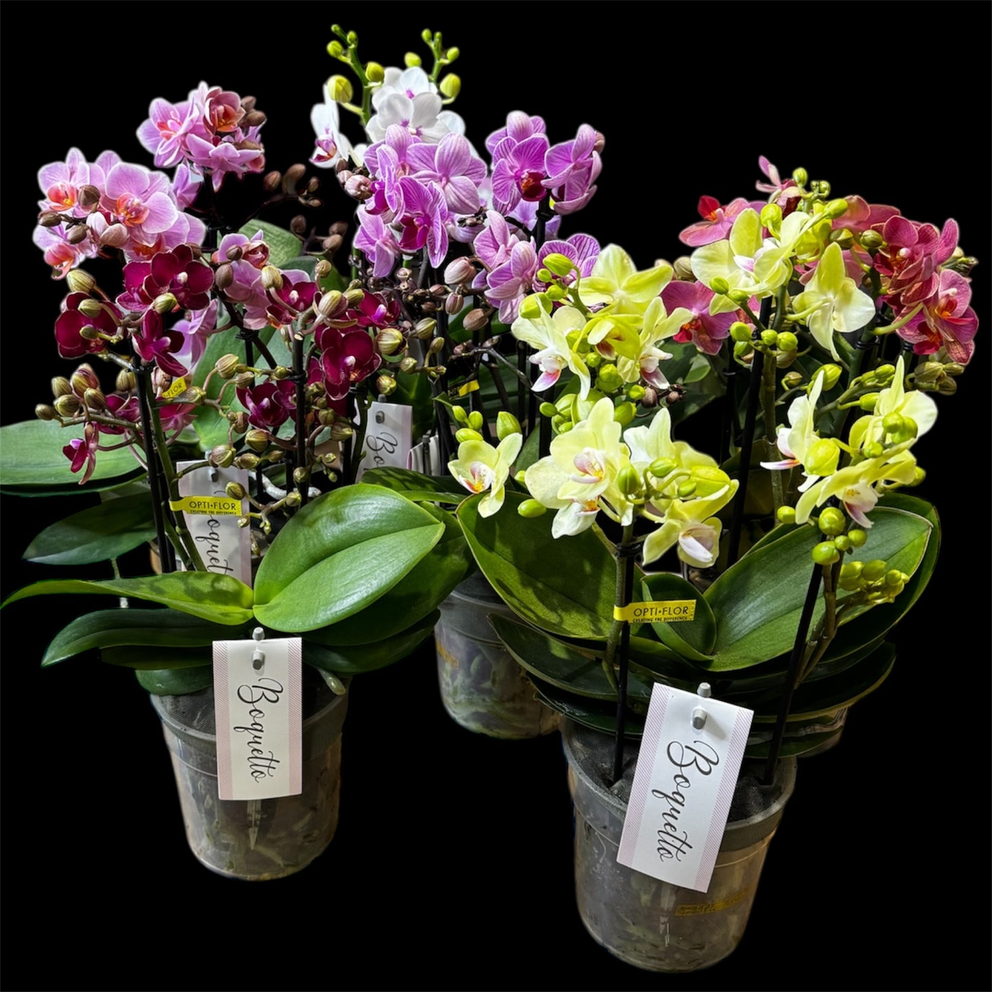 4️⃣2️⃣.Bouquetto Mix Phalaenopsis Orchids - 3-5 Blooming Spikes Live Plant 30-35CM Tall