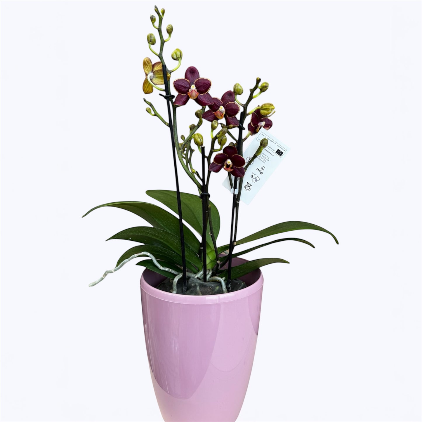 7️⃣. Phalaenopsis Orchid ‘Sunrise Red Peoker (Esmee)’ – 35cm Tall | 12cm Nursery Pot | Live Flowering Indoor Plant