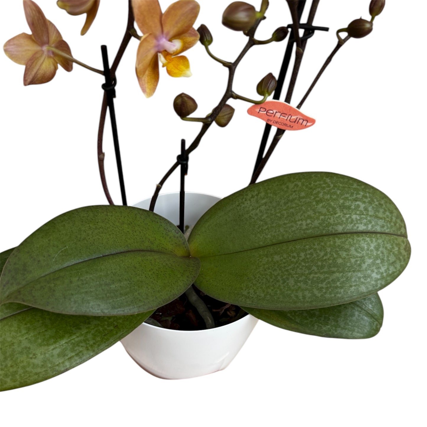 2️⃣6️⃣. SCENTED SMALL multiflora orchid-TIGER leaves