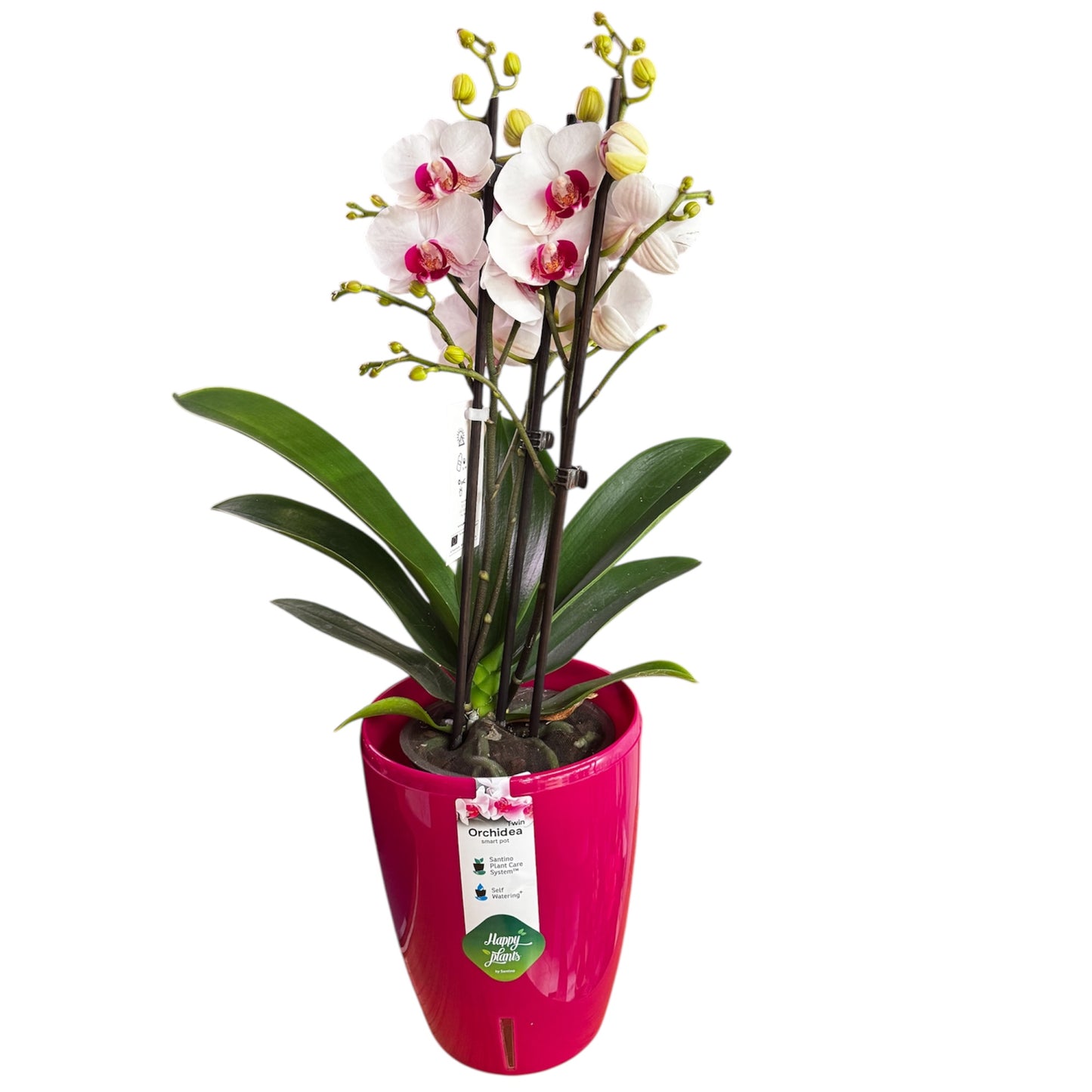 8️⃣3️⃣. Safe Heaven Phalaenopsis Orchid – Soft White & Cherry Centre (12 cm Nursery Pot, 45 cm Tall)