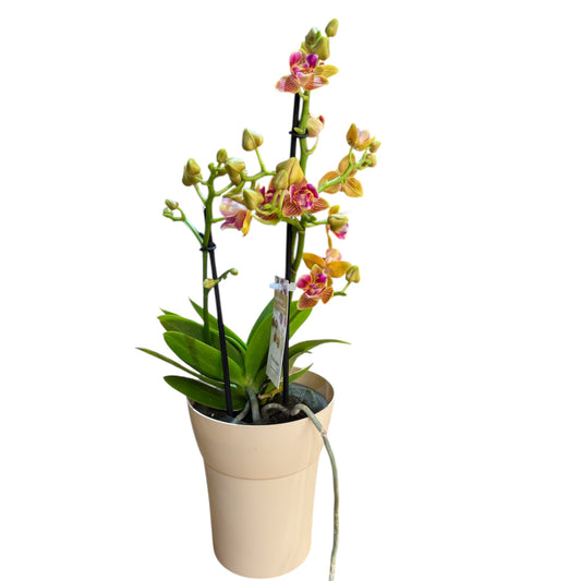7️⃣2️⃣. Scented Phalaenopsis Orchid Yaphon Perfume – Fragrant Blooms (12 cm Pot, 35 cm Tall)