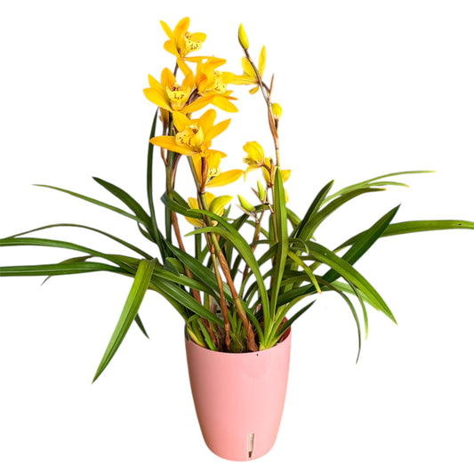 6️⃣4️⃣. Yellow Cymbidium Orchid – Compact Variety with 5 Flowering Spikes (12 cm Pot, 40 cm Tall)