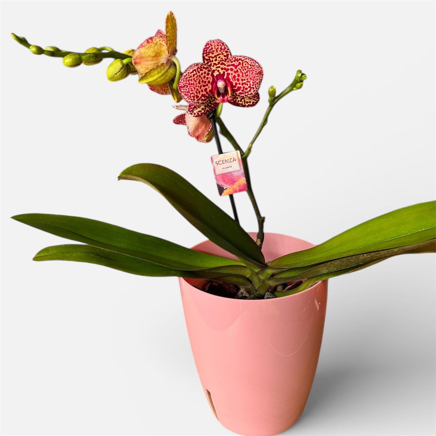 7️⃣0️⃣. Yellow Leopard Orchid – Phalaenopsis | 1–2 Spikes | Approx. 40cm Tall | 12cm Nursery Pot