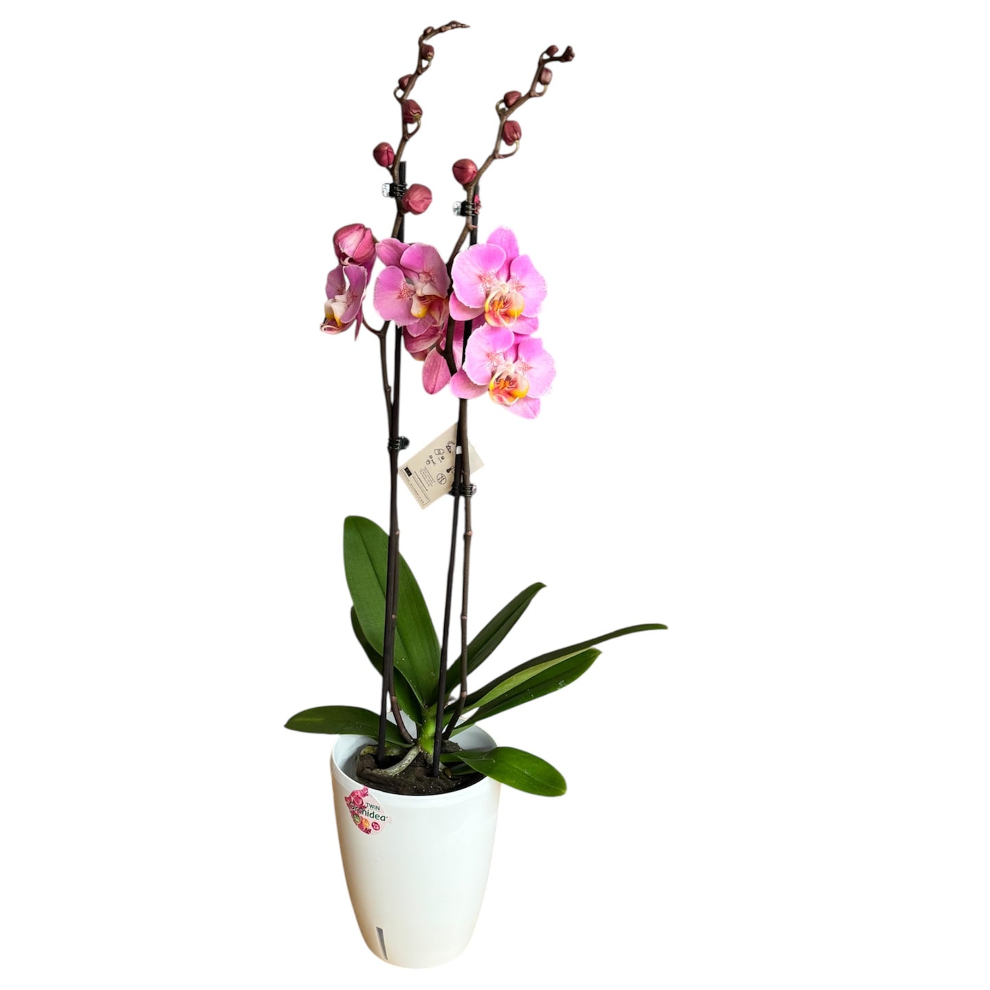 6️⃣. Peach Blossom Orchid – Phalaenopsis | Approx. 65cm Tall | 12cm Nursery Pot