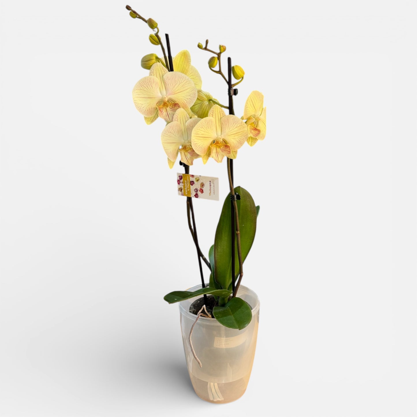 5️⃣. Turner Big Lip Orchid – Phalaenopsis | Approx. 60cm Tall | 12cm Nursery Pot