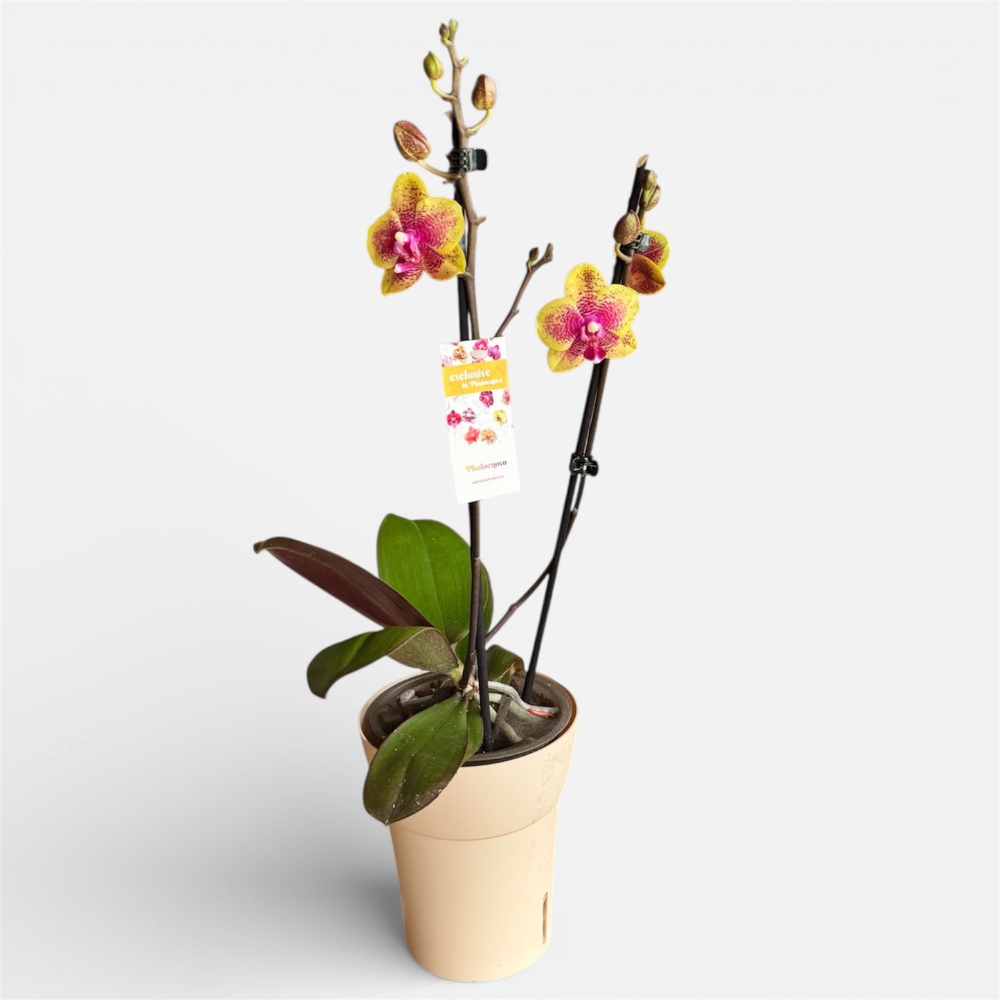 9️⃣8️⃣. Sogo Lawrence Phalaenopsis Orchid – Rare Perfumed Variety | 35cm Tall | 12cm Nursery Pot | Live Flowering Indoor Plant