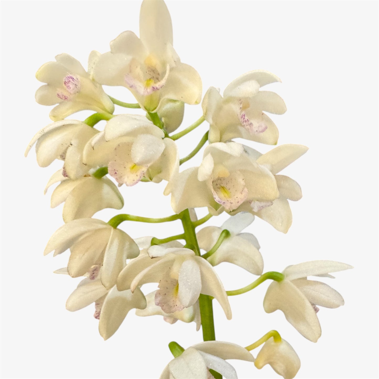 1️⃣0️⃣. Dendrobium Orchid ‘Berry Oda’ – 40cm Tall | 12cm Nursery Pot | Fragrant Live Flowering Indoor Plant