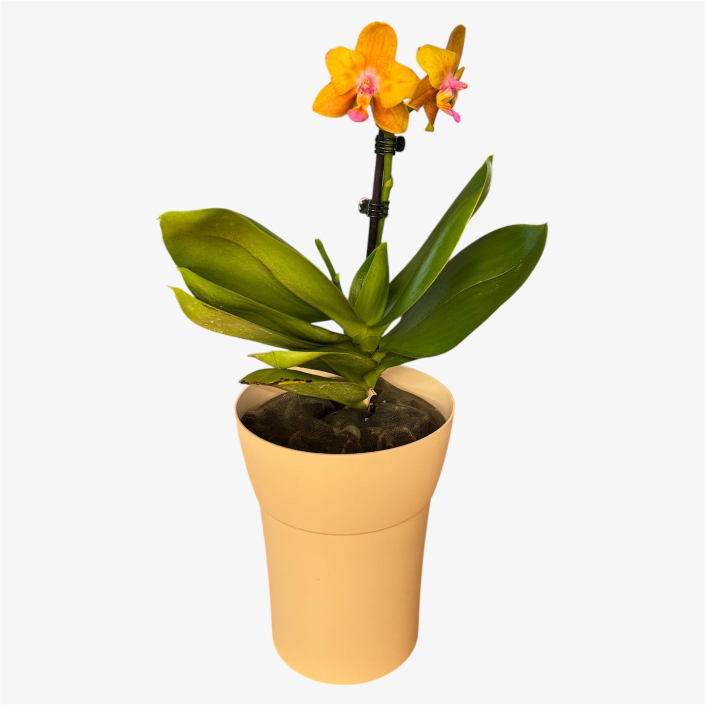 1️⃣0️⃣. Honey Glow New Hybrid Orchid – Fragranced Phalaenopsis | 25cm Tall | 12cm Nursery Pot