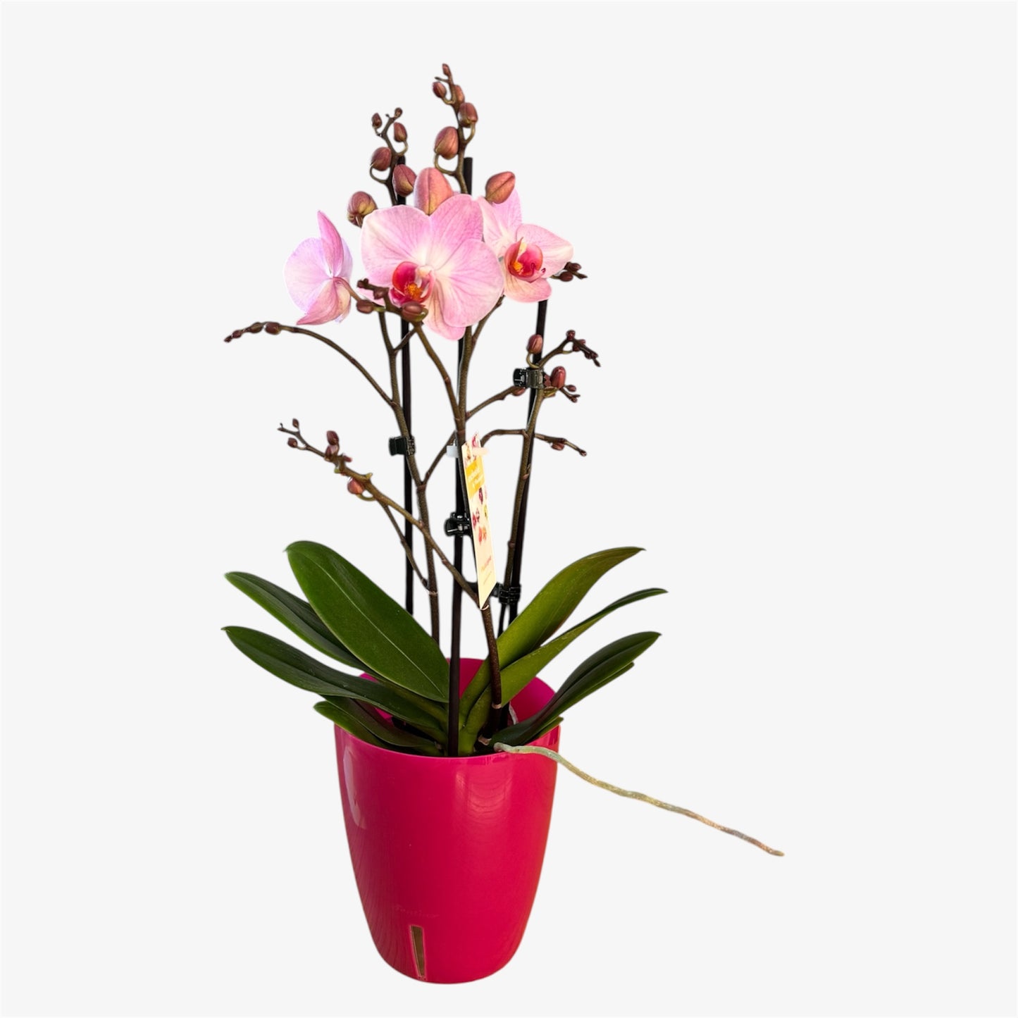 5️⃣.Antwerp Orchid – 2 Spikes – 12cm Nursery Pot – Approx. 40cm Tall – Soft Pink Blooms