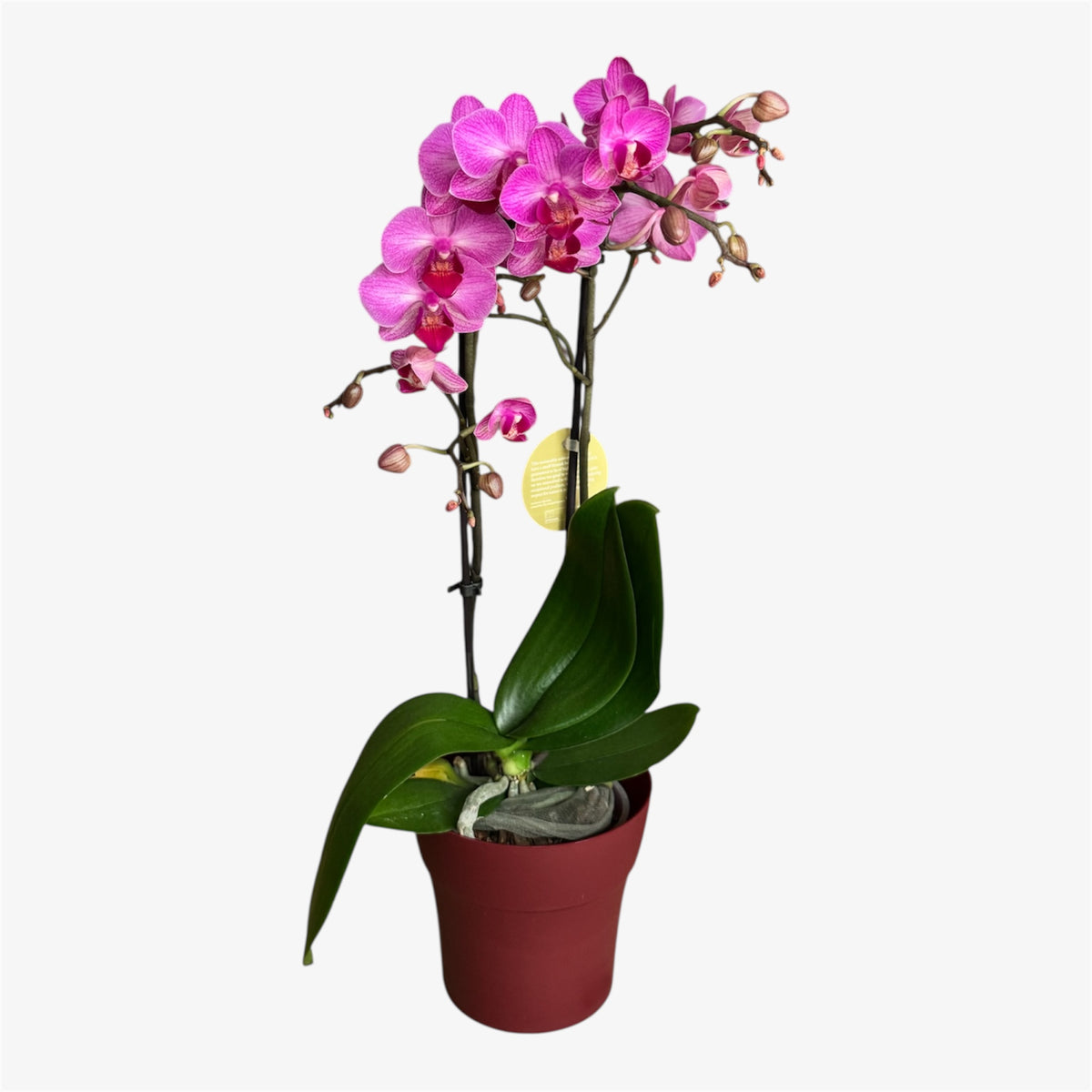 3️⃣. Stuttgart Mini Orchid – 9cm Nursery Pot – Approx. 40cm Tall – Pink Veined Blooms