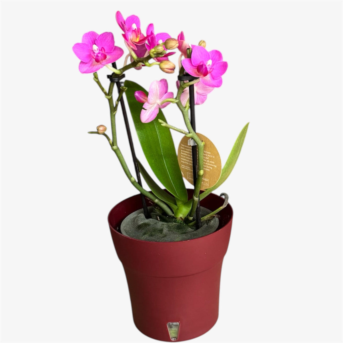 2️⃣2️⃣. Pink Flamingo Mini Orchid – 9cm Nursery Pot – Approx. 30cm Tall – Bright Pink Blooms