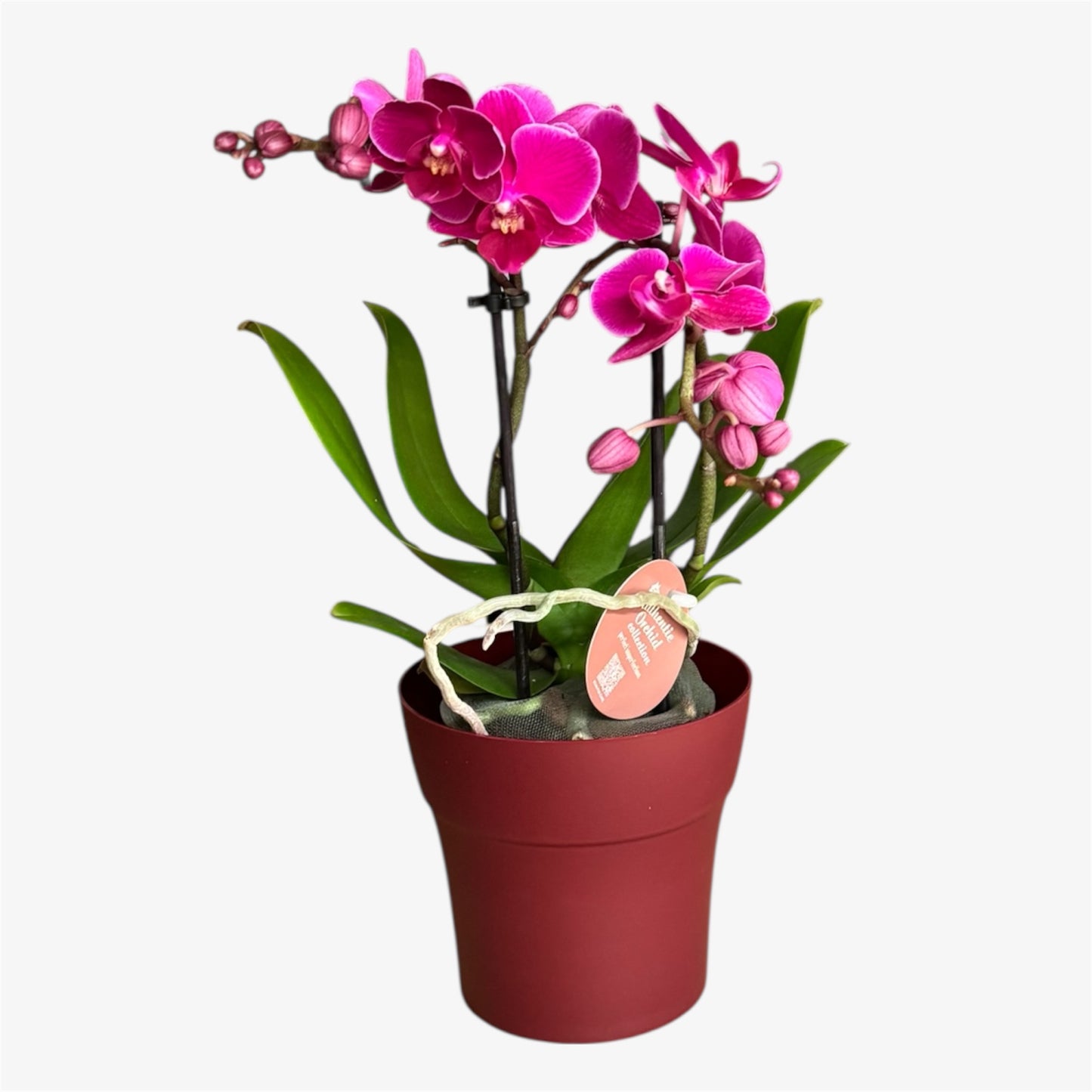 Davion Mini Orchid – 9cm Nursery Pot – Approx. 30cm Tall – Vibrant Magenta Blooms