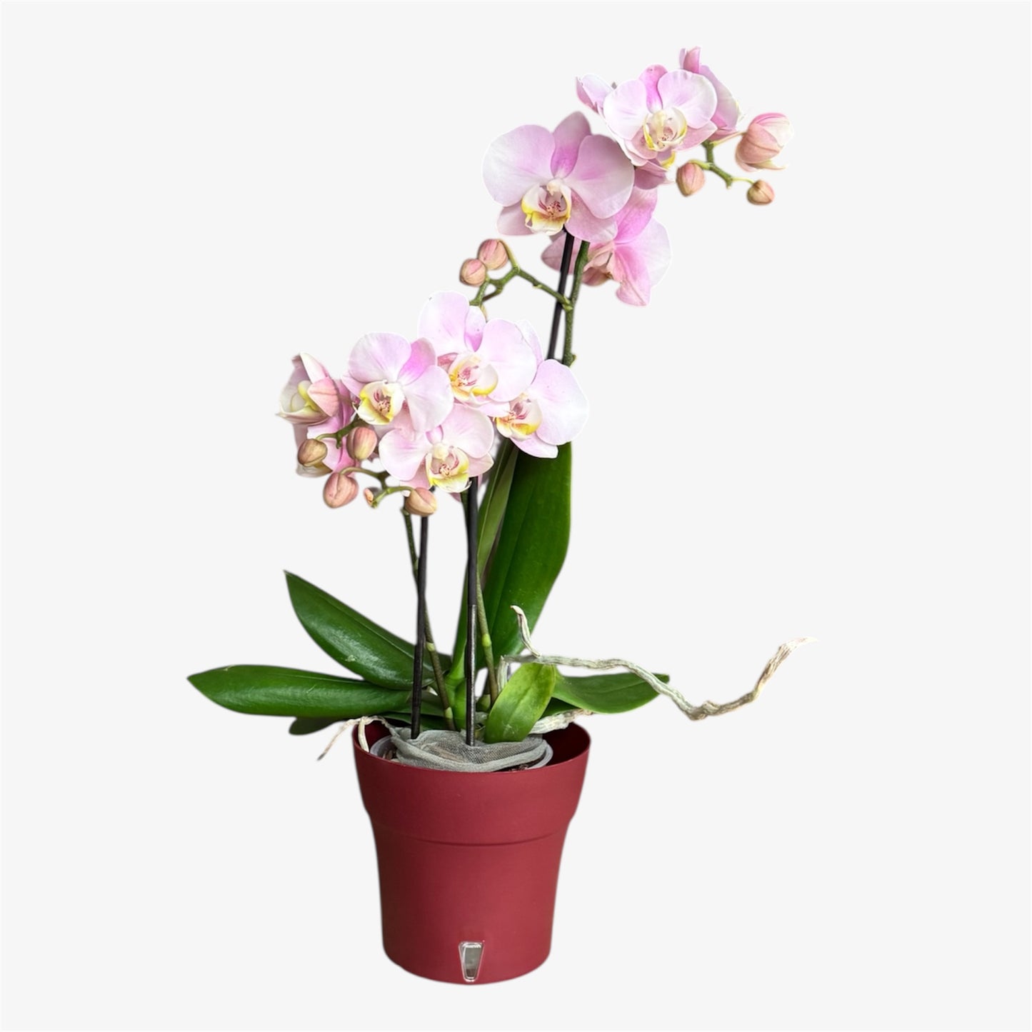 1️⃣1️⃣.Angel Eyes Orchid – 9cm Nursery Pot – Approx. 30cm Tall – Soft Blush Pink Blooms