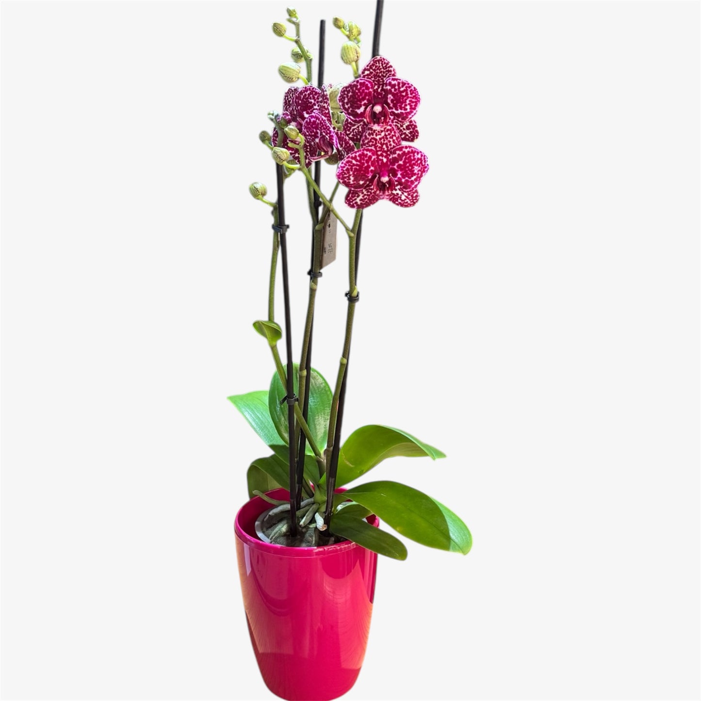 6️⃣5️⃣. Wild Cat Orchid 1 Spike– 12cm Nursery Pot – Approx. 60cm Tall – Burgundy Leopard Pattern Blooms