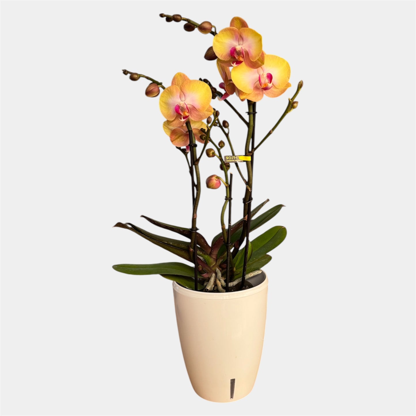 5️⃣6️⃣. Phalaenopsis Glamour Darling Orchid – 12cm Nursery Pot – Approx. 50cm Tall