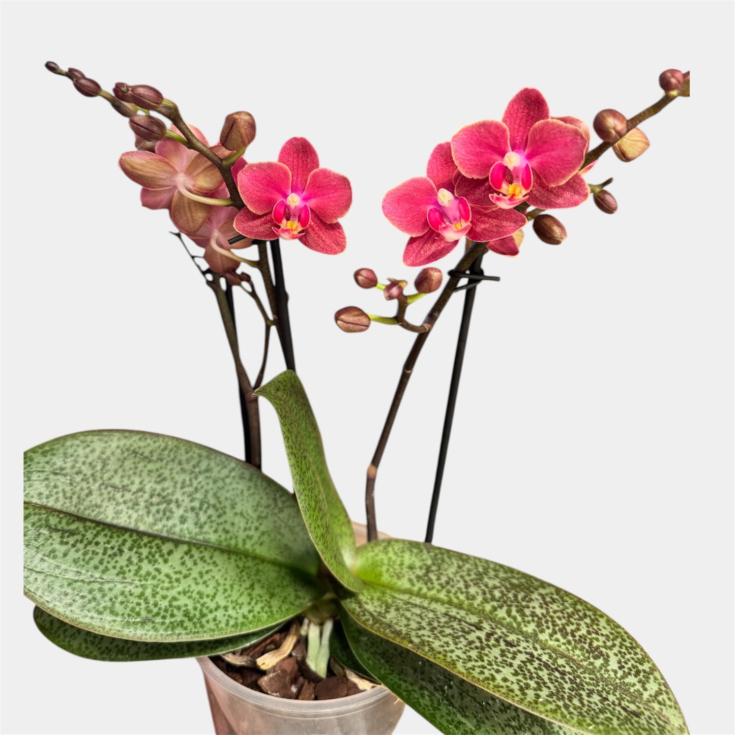 2️⃣9️⃣. Scented MEDIUM Phalaenopsis Orchid With Plant Pot Collection – Mixed Colours (12 cm Pot, 50 cm Tall)