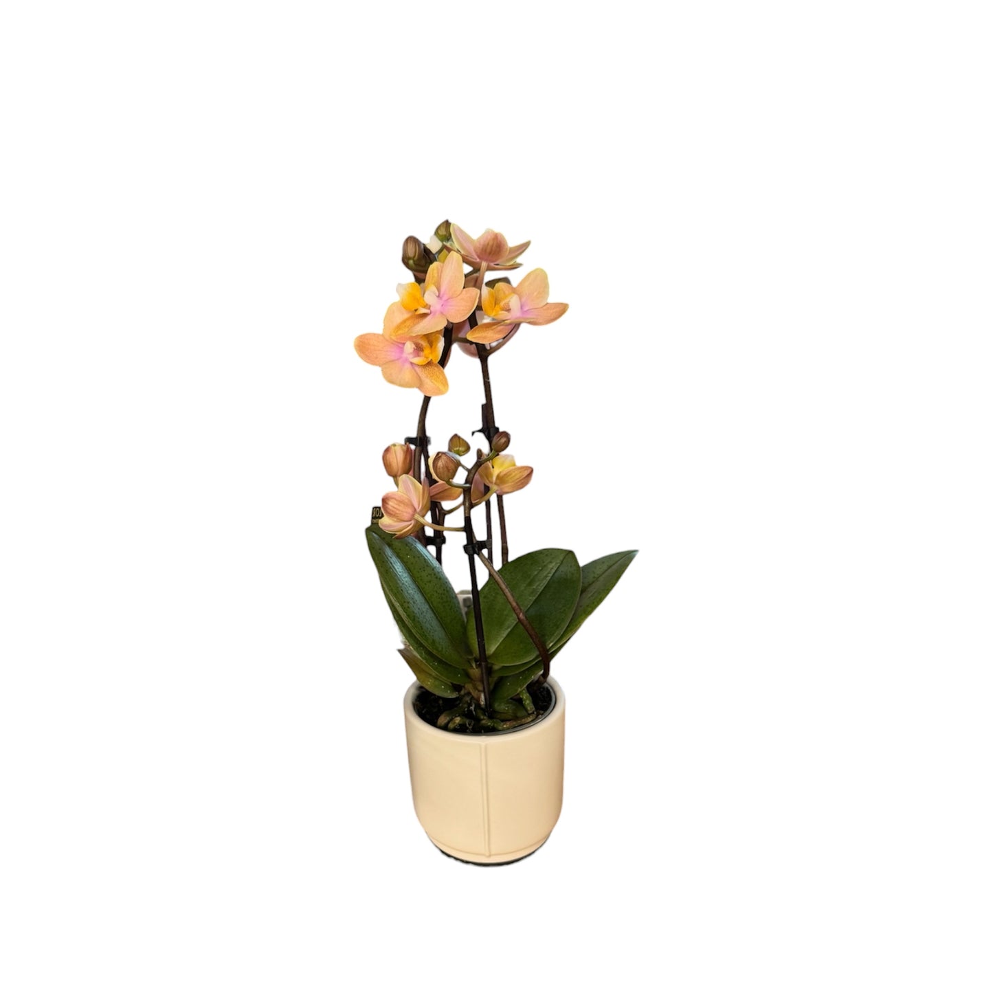 Lazio White Mini Pot 7cm For tiny dolls