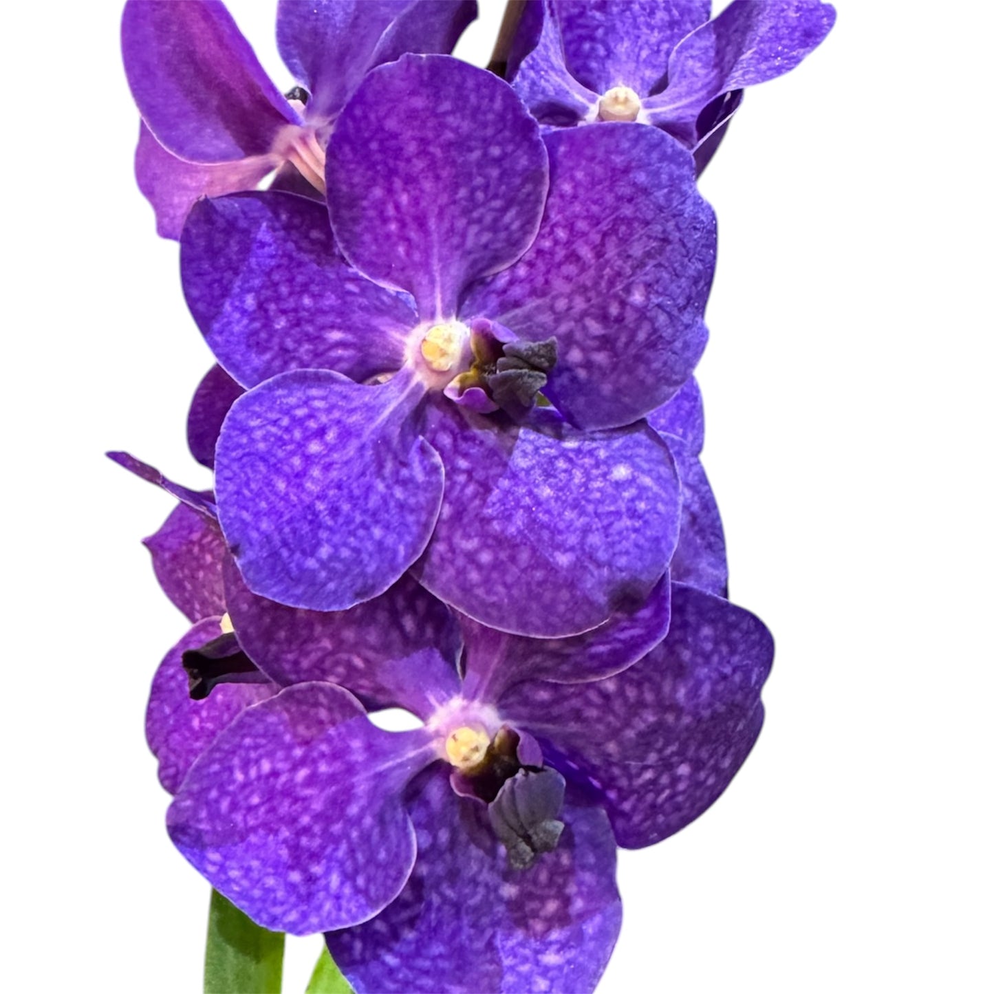 6️⃣2️⃣. Vanda Medium Size Orchids – A Burst of Colour & Elegance