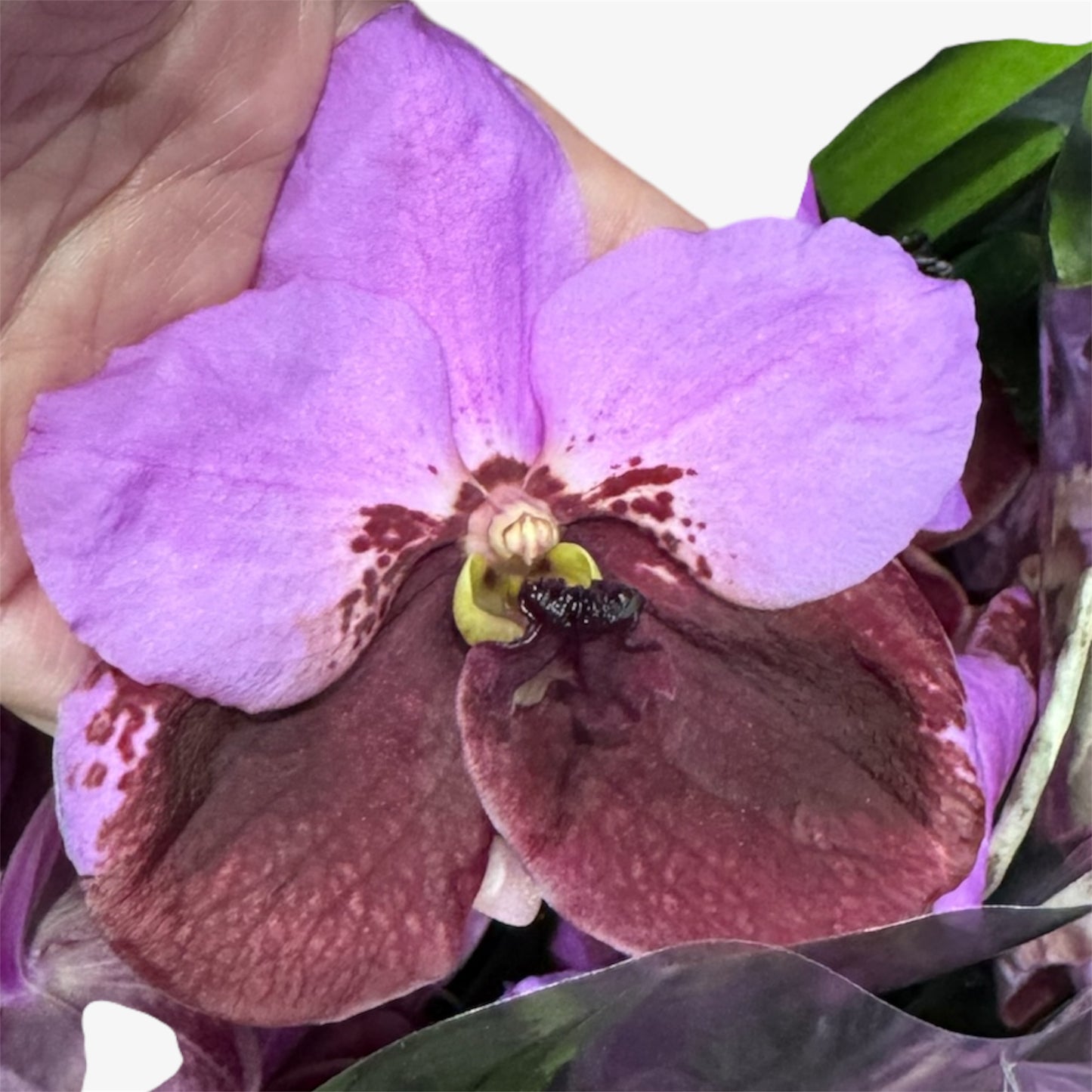 2️⃣2️⃣.Vanda Special colours Orchids – A Burst of Colour & Elegance (Copy)