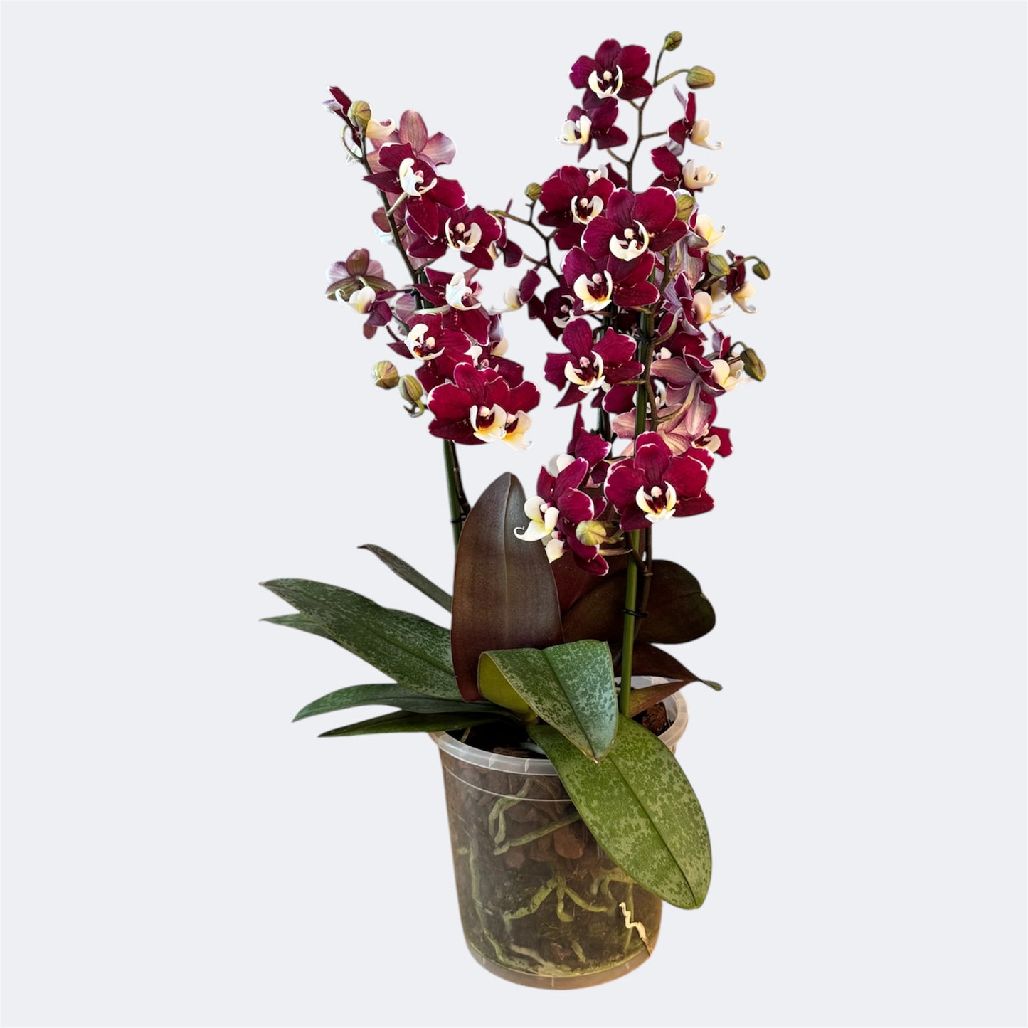 3️⃣6️⃣.Duetto Orchids – Double the Elegance in One Pot | 50cm Tall | 17cm Nursery Pot | Live Flowering Indoor Plant