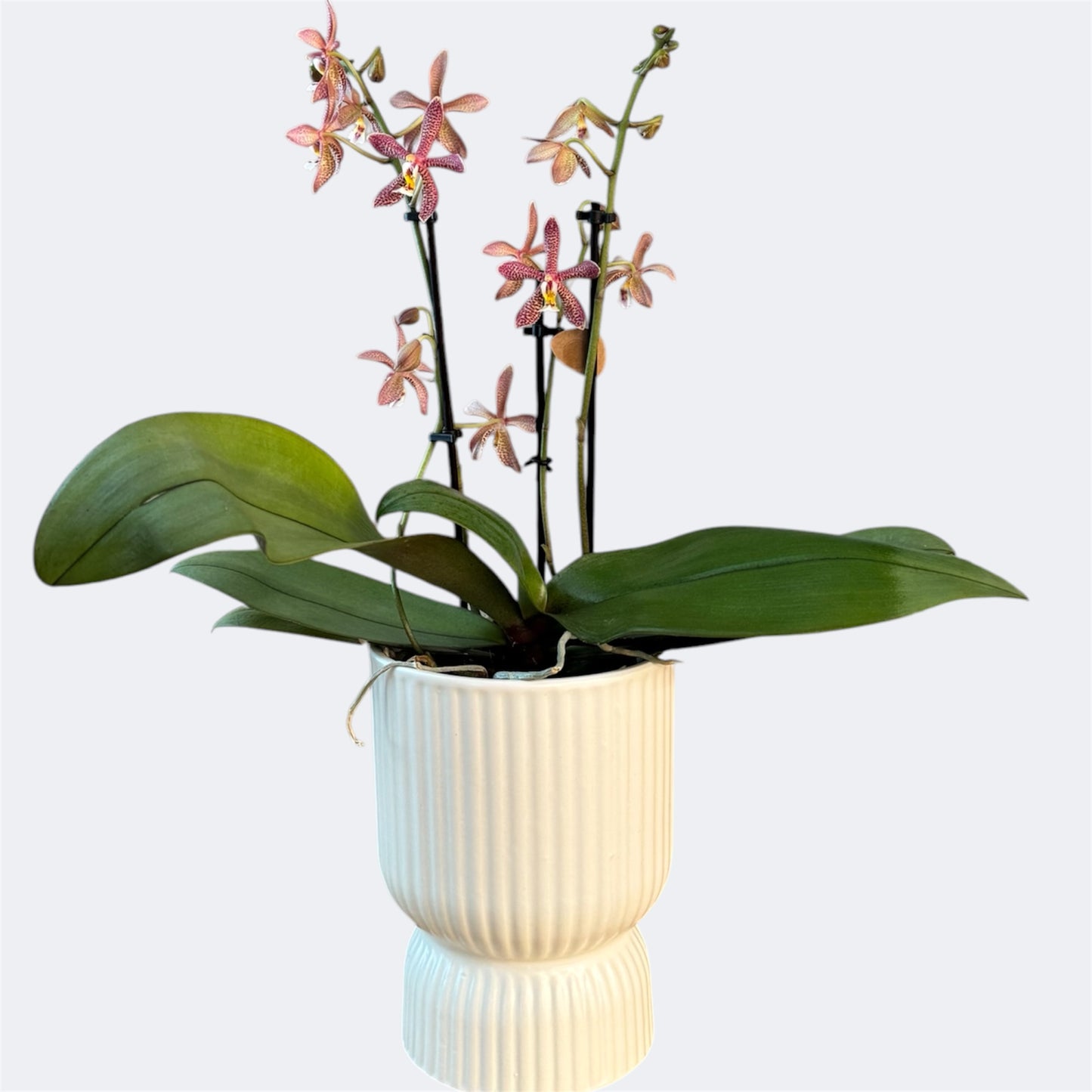 7️⃣8️⃣. Orange Spider – Star Phalaenopsis Orchid – 12cm Nursery Pot – Approx. 45cm Tall