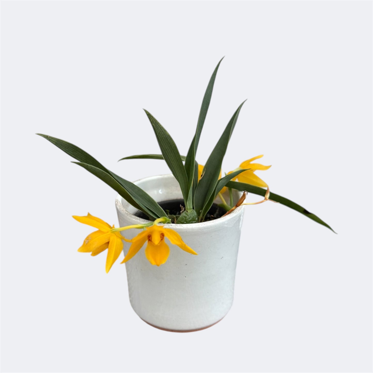 1️⃣. Promenea Orchid – Rare Miniature Orchid – 6cm Nursery Pot – Approx. 18cm Tall