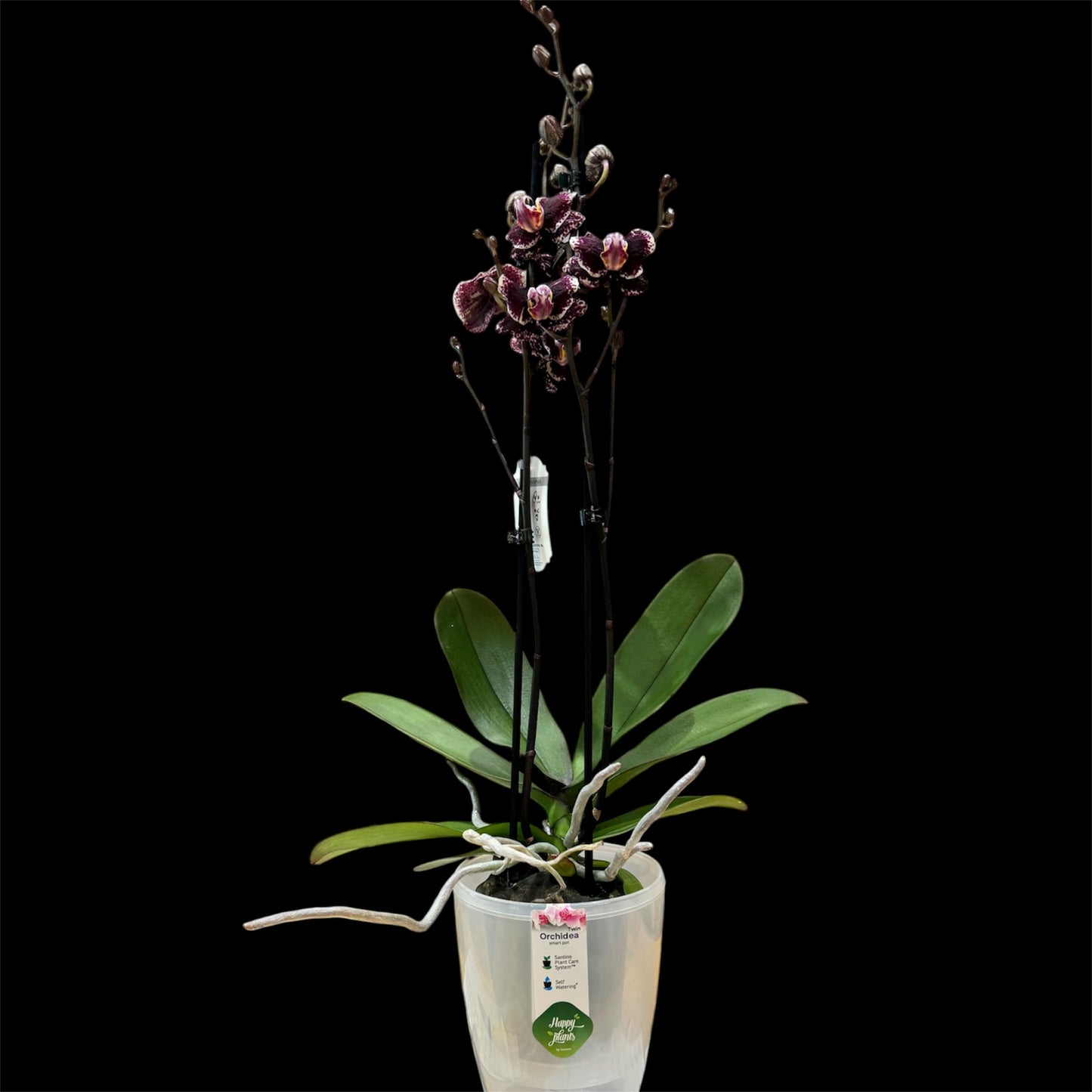 5️⃣2️⃣. Splash Peloric Version – Rare Peloric Phalaenopsis Orchid – 12cm Nursery Pot – Approx. 60cm Tall