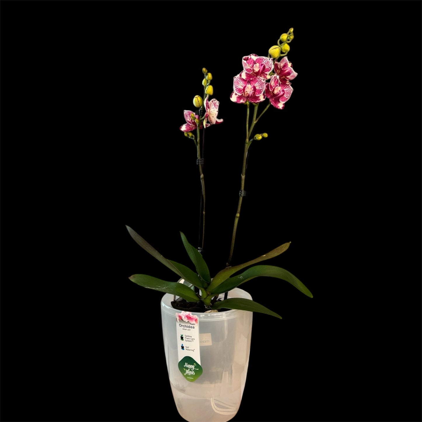 4️⃣. Madonna Peloric – Rare Peloric Phalaenopsis Orchid – 12cm Nursery Pot – Approx. 55cm Tall